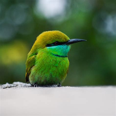 grön fågel