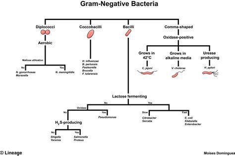 Gram Positive Bacteria Flow Chart