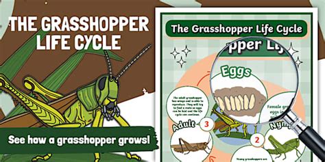 grasshopper