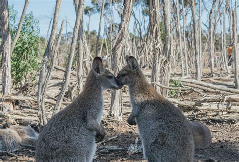 green animals no background, Green snake png image transparent image download, size: 2589x1501px. Snake green serpent anaconda serpiente formats file fauna vipers verte transparentes snakes drawing python pngwing gratuit formatos animaux pngegg kindpng