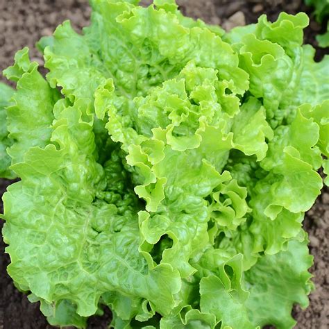 green ice lettuce