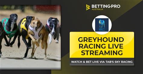 greyhound live stream
