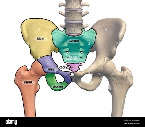 groin bones diagram 