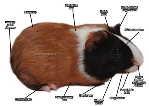 guinea pig side diagram 