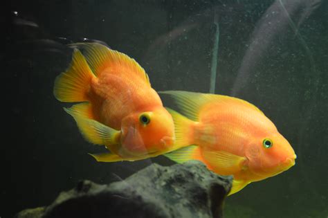 gul fisk