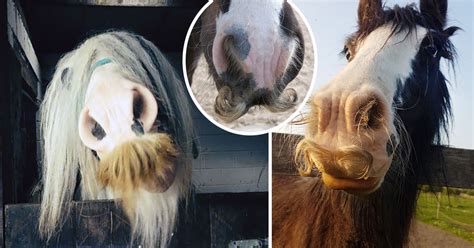 hästar med mustasch