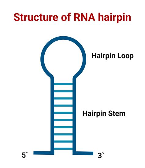 hairpin rna diagram 