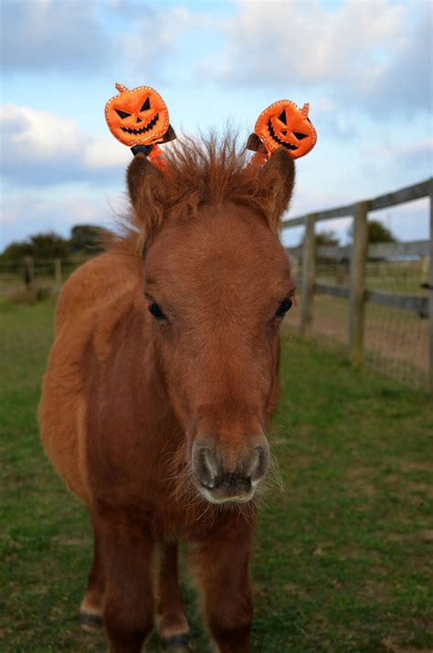 halloween häst