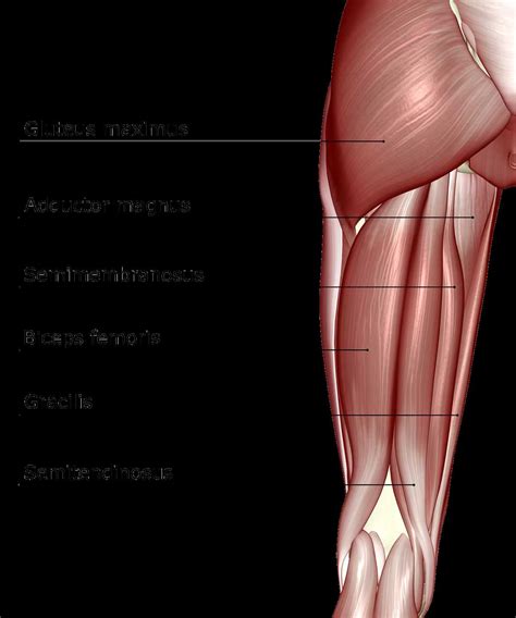 hamstring diagram pearson 