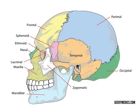 head bone diagram 
