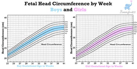 Head Circumference Chart Fetus