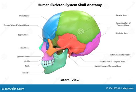 head skeletal diagram 