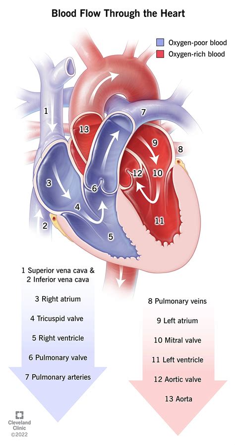 Heart Blood Circulation Flow Chart