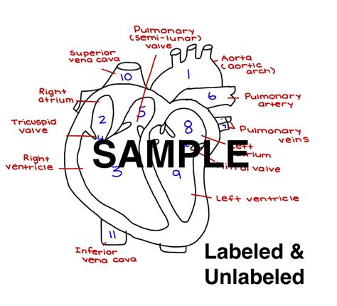 heart diagram answers 