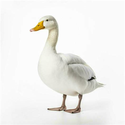 high quality duck white background, Duck with white background high quality ultra hd 30666573 stock photo