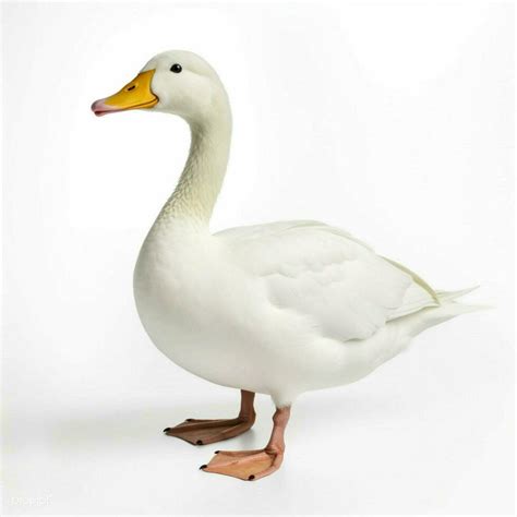 high resolution duck in white background, Duck with white background high quality ultra hd 30666573 stock photo