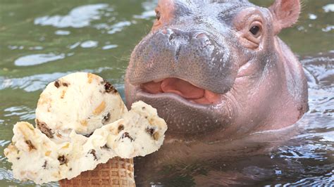 hippo ice cream