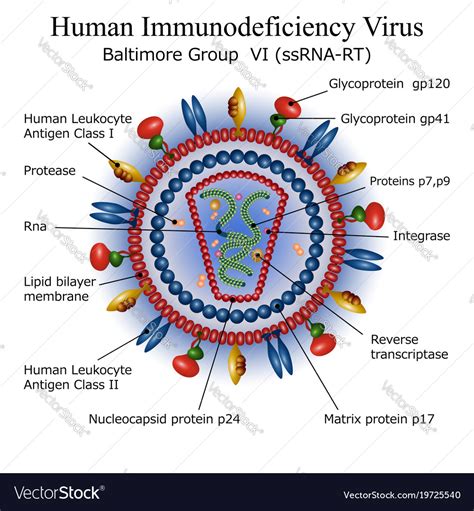 hiv cell diagram 