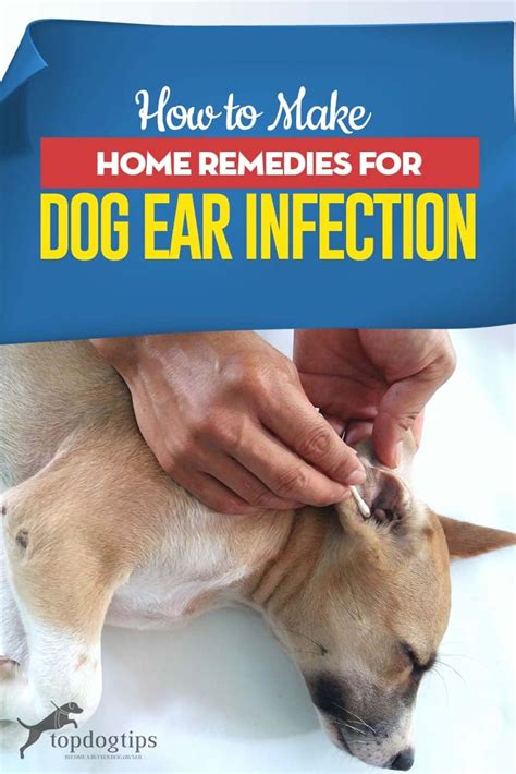 home remedies for dog ear infections