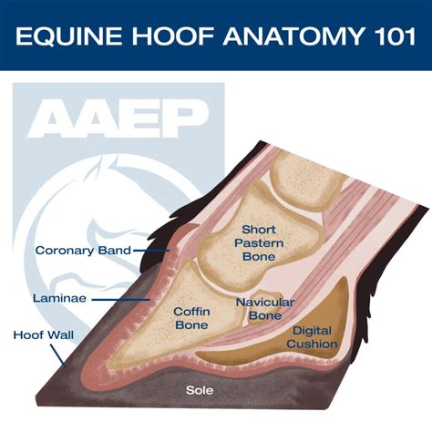 horse hoof abscess diagram 