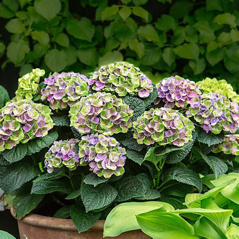 hortensia magical