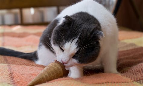 how to make cat ice cream