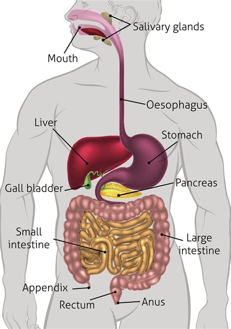 human digestion diagram 