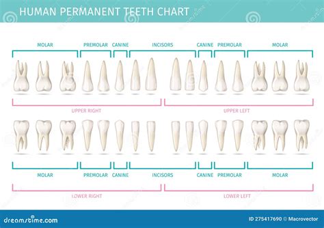 Human Teeth Chart