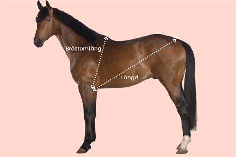 hur mycket väger en häst