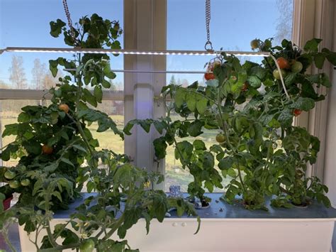 hydroponisk odling tomat