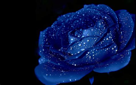ice blue blue rose wallpaper