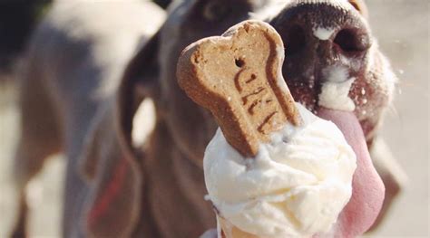 ice cream for dogs near me