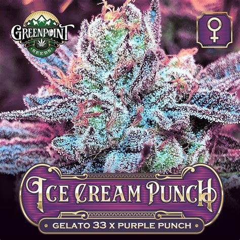 ice cream punch strain