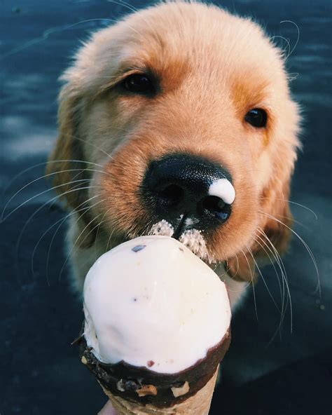 ice cream pup