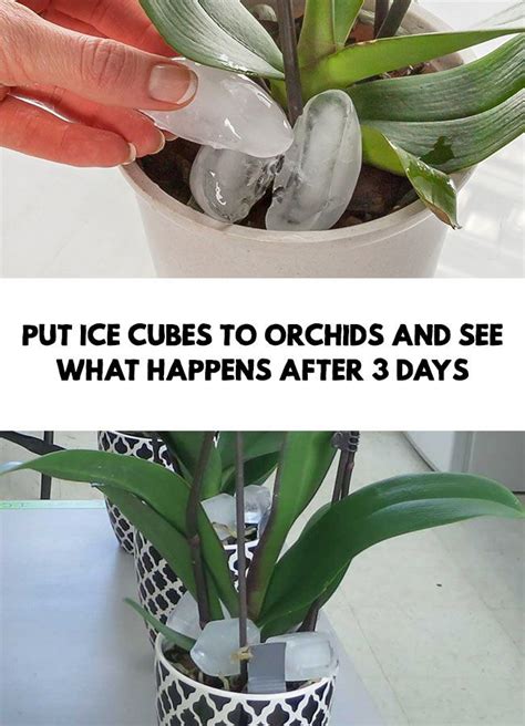 ice cubes for orchids