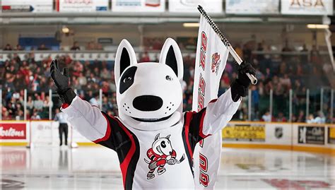 ice dogs st catharines