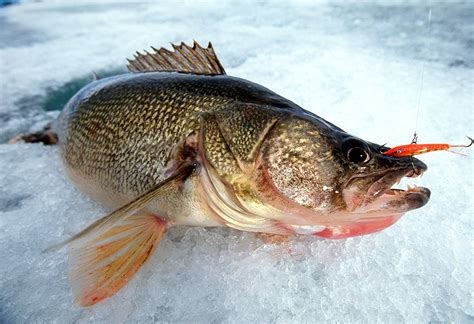 ice fishing bait