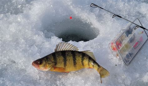 ice fishing fish