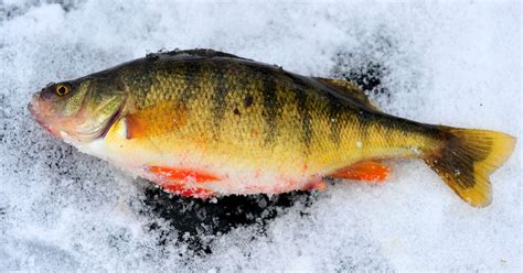 ice fishing for perch