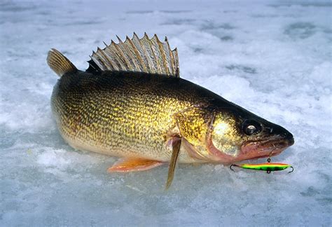 ice fishing walleye lures