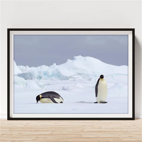 ice floe