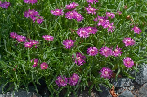 ice plant images