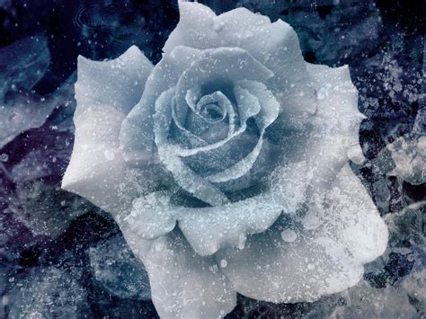 ice roses