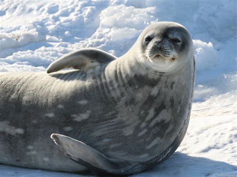 ice seal