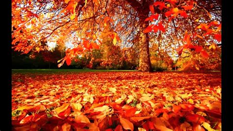 imagini deosebite, Poze frumoase. Frumoase imagini peisaje din superbe flori fotografii ian plante gradini despre gowland freesia rogradini