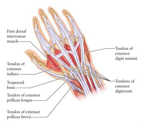 in the thumb ligaments diagram 