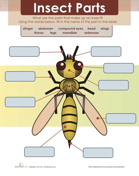 insect anatomy diagram worksheet 