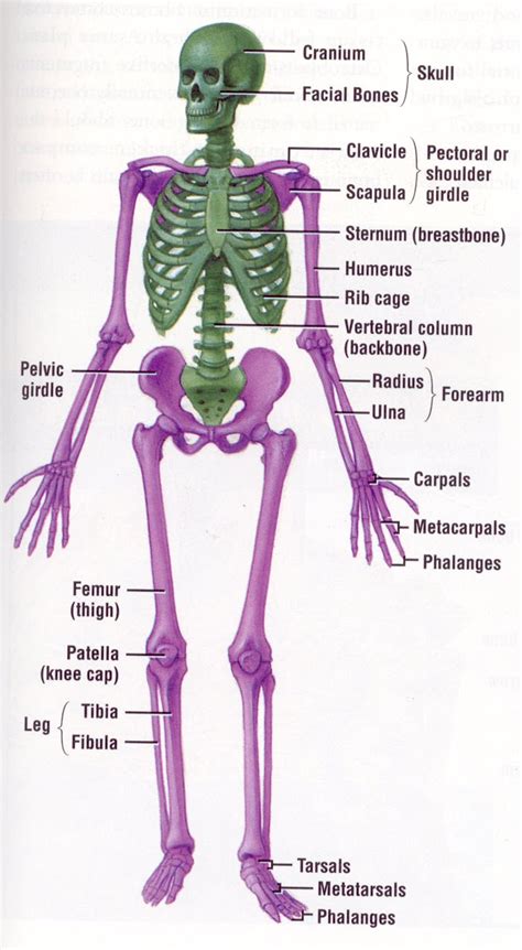 inside body skeletal system diagram 