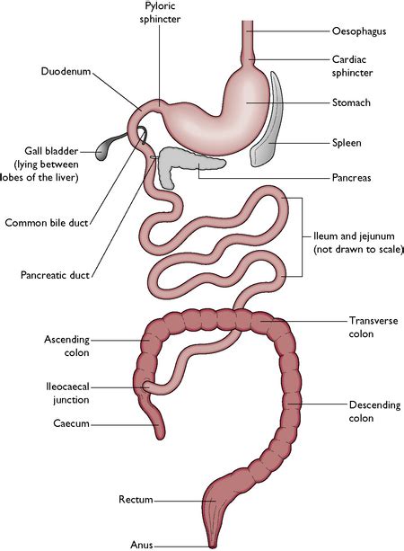 intestinal tract diagram of dog 