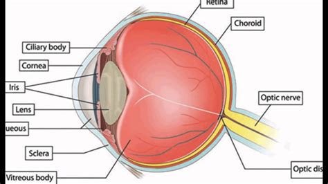 iris diagram 